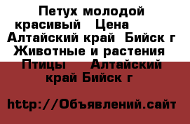 Петух молодой красивый › Цена ­ 250 - Алтайский край, Бийск г. Животные и растения » Птицы   . Алтайский край,Бийск г.